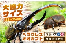 【配送不可地域：北海道・沖縄・離島】ヘラクレスオオカブト成虫ペア（オスサイズ120mm〜150mm）飼育セット付き 愛西市 / 艶麗 [AEDD001]