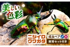 【配送不可地域：北海道・沖縄・離島】ニジイロクワガタ成虫ペア（オスサイズ45mm〜60mm）飼育セット付き 愛西市 / 艶麗 [AEDD002]