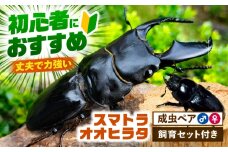 【配送不可地域：北海道・沖縄・離島】スマトラオオヒラタクワガタ成虫ペア（オスサイズ70mm〜90mm）飼育セット付き 愛西市 / 艶麗 [AEDD003]