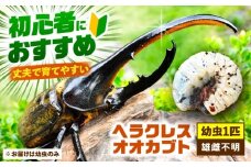 【配送不可地域：北海道・沖縄・離島】ヘラクレスオオカブト幼虫1匹（2〜3齢）愛西市 / 艶麗 [AEDD004]