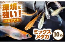 【配送不可地域：北海道・沖縄・離島】ミックスメダカ 10匹 愛西市 / 艶麗 [AEDD006]