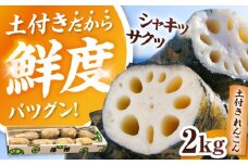 【先行予約】＼毎年10月より順次発送／ れんこん 2kg 土付き蓮根 れんこん レンコン 愛知県産 野菜 産地直送 愛西市 / 清水食品  [AEAJ001]