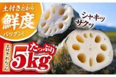 【先行予約】 ＼毎年10月より順次発送／ れんこん 5kg 土付き蓮根 れんこん レンコン 愛知県産 野菜 産地直送 愛西市 / 清水食品  [AEAJ002]