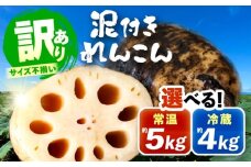 訳あり 泥付きれんこん 5kg (常温) 野菜 レンコン 愛西市 / JAあいち海部れんこんセンター 【配送不可地域：北海道・沖縄・離島】 [AEDK001]