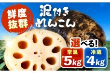 泥付きれんこん 約5kg (常温) 野菜 レンコン 愛西市 / JAあいち海部れんこんセンター 【配送不可地域：北海道・沖縄・離島】 [AEDK003]