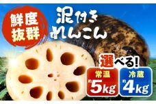 ＼内容量が選べる／  泥付きれんこん 野菜 レンコン 愛西市 / JAあいち海部れんこんセンター 【配送不可地域：北海道・沖縄・離島】 [AEDK003][AEDK004]