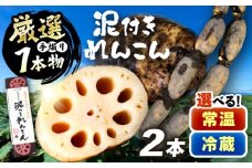 ＼選べる温度帯／ 厳選 泥付きれんこん 2本 手掘り1本物 野菜 レンコン 愛西市 / JAあいち海部れんこんセンター 【配送不可地域：北海道・沖縄・離島】 [AEDK005][AEDK006]