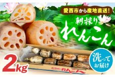 ＼毎年10月より順次発送／＼朝採れ／ 洗いれんこん 2kg レンコン 蓮根 産地直送 野菜 愛西市 / 山三レンコン 【配達不可：離島】 [AEBK005]