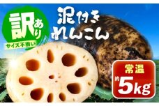 訳あり 泥付きれんこん 5kg (常温) 野菜 レンコン 愛西市 / JAあいち海部れんこんセンター 【配送不可地域：北海道・沖縄・離島】 [AEDK001]