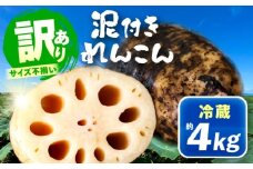 訳あり 泥付きれんこん 4kg (冷蔵) 野菜 レンコン 愛西市 / JAあいち海部れんこんセンター 【配送不可地域：北海道・沖縄・離島】 [AEDK002]