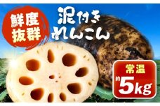 泥付きれんこん 約5kg (常温) 野菜 レンコン 愛西市 / JAあいち海部れんこんセンター 【配送不可地域：北海道・沖縄・離島】 [AEDK003]