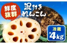 泥付きれんこん 約4kg (冷蔵) 野菜 レンコン 愛西市 / JAあいち海部れんこんセンター 【配送不可地域：北海道・沖縄・離島】 [AEDK004]