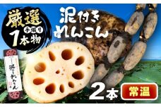 厳選 泥付きれんこん 2本 手掘り1本物 （常温） 野菜 レンコン 愛西市 / JAあいち海部れんこんセンター 【配送不可地域：北海道・沖縄・離島】 [AEDK005]