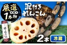 厳選 泥付きれんこん 2本 手掘り1本物 （冷蔵） 野菜 レンコン 愛西市 / JAあいち海部れんこんセンター 【配送不可地域：北海道・沖縄・離島】 [AEDK006]