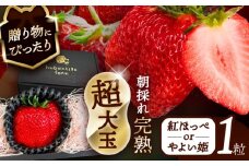 【先行予約】 ＼毎年12月より順次発送／ 超大玉 紅ほっぺorやよい姫 1粒 果物 いちご フルーツ 愛西市 / くぼ苺農園 【配達不可：北海道・沖縄・離島】 [AECJ020]