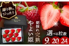 【先行予約】 ＼毎年12月より順次発送／ やよい姫 24粒 いちご フルーツ 果物 愛西市 / くぼ苺農園 【配達不可：北海道・沖縄・離島】 [AECJ014]