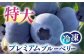 あいさい彩ベリー ブルーベリー 冷凍果実 250g × 2パック 産地直送 愛西 フルーツ