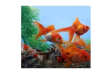 弥富金魚引換券【1212606】