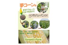 ＜2025年先行受付＞愛知県みよし市産 朝採り「夢コーン。」 Lサイズ　40本セット　数量限定【1623768】