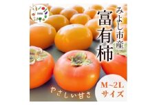 茂俊結の富有柿【1656395】