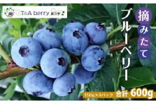 ＜2025年6月以降発送＞【摘みたてフレッシュ】一粒一粒ていねいに摘み取ったブルーベリーを生のままお届け　600g(150g×4パック）