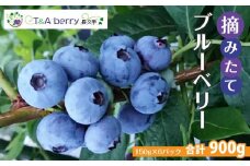 ＜2025年6月以降発送＞【摘みたてフレッシュ】一粒一粒ていねいに摘み取ったブルーベリーを生のままお届け　900g(150g×6パック）
