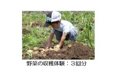 野菜の収穫体験 3回分【1404993】