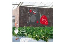 愛知県東郷町いちご農園いちごHappyBerryの冷凍いちご〈訳あり)【1470510】