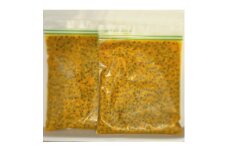 愛知県産　栽培期間中農薬不使用の冷凍パッションフルーツ500g×2袋【1578308】