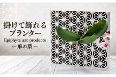 Epiphyte　Art　Products　麻の葉　L　白【1632290】