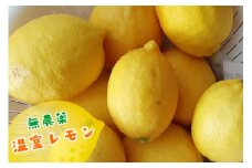無農薬 温室レモン｜皮ごと 檸檬 れもん 柑橘 果物 フルーツ 国産 東浦町 [0479]