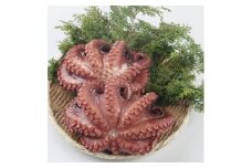 自家製 茹で蛸 600g ( 無添加 タコ足 ) 冷凍 海鮮 海産物 魚介 魚介類 たこ足 たこ焼き たこめし たこの唐揚げ たこ ふるさと納税たこ ふるさと納税タコ 無添加 たこ 愛知県産たこ たこ足 南知多町産たこ お酒 おつまみ 人気 おすすめ 愛知県 南知多町 篠島産たこ  海の幸 おかず ごはん 煮物 ナムル カルパッチョ マリネ キムチ 蛸 たこ タコ ボイル 蛸