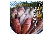 詰め合わせ 鮮魚 旬 3 ~ 6種 鯛 メバル カサゴ イカ カレイ ヒラメ 詰め合わせ セット 愛知県 南知多町 海鮮 海の幸 セット 魚介 新鮮 人気 おすすめ