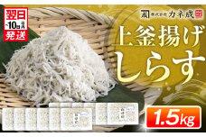 釜揚げ しらす プレミアム 約1.5kg ( 130g × 12 パック ) 小分け 　減塩 無添加 無着色 冷凍 愛知県 南知多町 ご飯 ごはん 丼 料理 シラス 国産 カネ成 人気 おすすめ