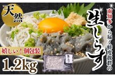 生しらす(お刺身) 約1.2kg(100ｇ×12個) 岬だより
