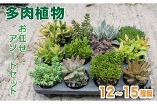多肉植物 おまかせ アソートセット 12 ~ 15種類 観葉植物 インテリア おしゃれ 植物 室内 丈夫 長持ち 愛知 南知多
