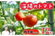 樹になるトマト 海陽のトマト 桃太郎 ホープ  THファーム ハイボニカ農法 減農薬 高糖度 リコピン トマト 桃太郎 ホープ ふるさと納税トマト ふるさと納税桃太郎 愛知県 南知多町