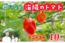 樹になるトマト 海陽のトマト ミニトマト アイコ ピンキー トレモロ THファーム ハイボニカ農法 減農薬 高糖度 リコピン トマト ふるさと納税トマト ふるさと納税ミニトマト 愛知県 南知多町
