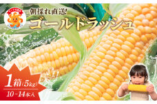 【先行予約】スイートコーン 約5kg（10～14本×1箱）冷蔵 とうもろこし 国産 朝採れ