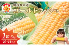 【先行予約】スイートコーン 約5kg（10～14本×1箱）冷蔵 とうもろこし 国産 朝採れ