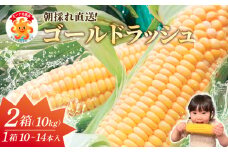 【先行予約】スイートコーン 約10kg（10～14本入り×2箱）冷蔵 とうもろこし 国産 朝採れ