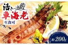 先行予約 活車海老 約200g 指定日必須 