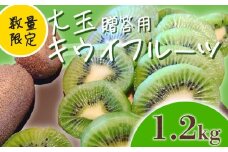 【先行予約】【1月上旬~順次発送】キウイ フルーツ 無農薬 グリーンキウイ 腸活 健康 甘い 手でむける キウイフルーツ みつばちキウイ 大玉 1.2kg 贈答品 贈答用 贈り物 栽培期間中農薬・化学肥料不使用 デザート 果物 くだもの 国産 愛知県 南知多町 【配送不可地域：北海道 青森 秋田 岩手 沖縄 離島】
