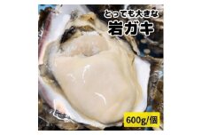 XXL・天然岩牡蠣600g(1個・殻付き・生食用岩ガキの特上品)CAS冷凍カキ 海鮮バーベキューに