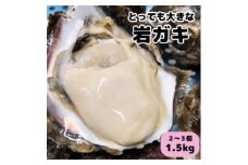 XXLサイズ!天然岩牡蠣/特上1.5kg(2～3コ/殻付き生食用)CAS冷凍カキ 海鮮バーベキューに