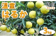 国産（美浜町産）温室はるか 3kg入り　※2026年1月下旬頃より順次発送予定
