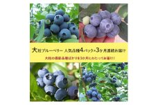 【定期便】大粒ブルーベリー　人気品種4パック × 3ヶ月連続お届け
※2025年5月上旬〜7月上旬頃に順次発送予定