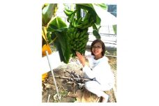 超希少！美浜町産バナナ（モッチリ系の品種）たっぷり2kg入り！