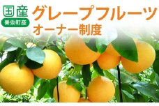 国産（美浜町産）グレープフルーツオーナー制度 ◆