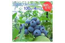 採れたて！大粒系ブルーベリー　100g×4パック
※2025年5月上旬～7月上旬頃に順次発送予定
